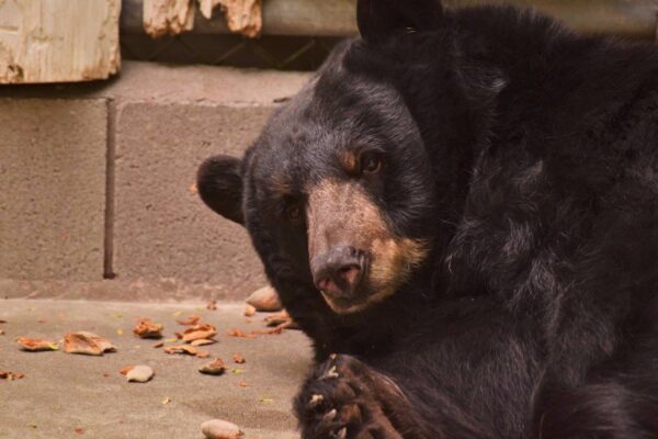 Applegate Park Zoo